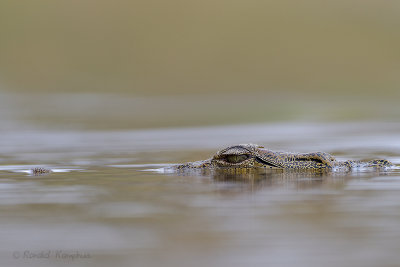 Nile crocodile - Nijlkrokodil
