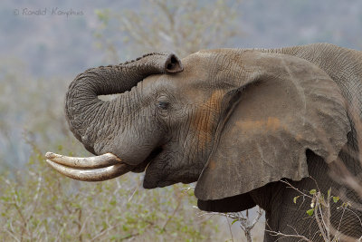 Elephant - Olifant