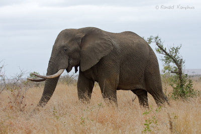 Elephant - Olifant