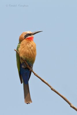 White-fronted bee-eater - Witkapbijeneter
