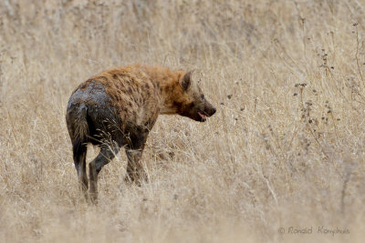 Spotted hyaena - Gevlekte hyena