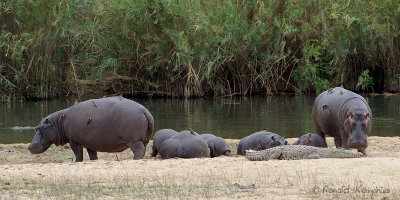 Hippopotamus - Nijlpaard