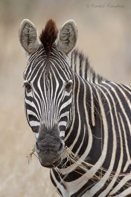 Burchell's Zebra