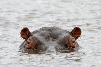 Hippopotamus - Nijlpaard