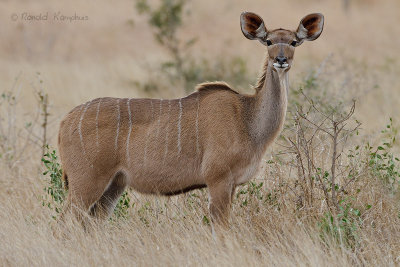Kudu - Koedoe