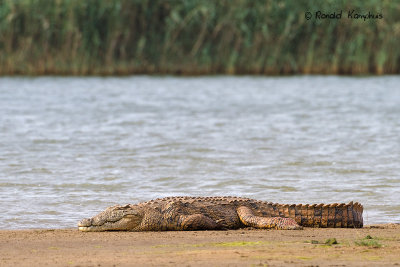 Nile crocodile - Nijlkrokodil