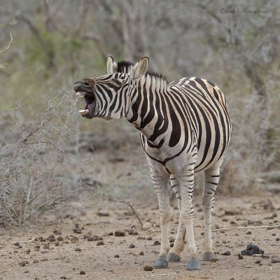 Burchell's Zebra