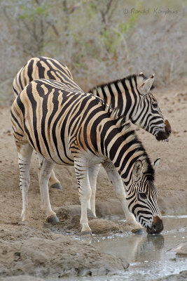 Burchell's Zebra