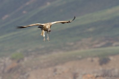 Cape vulture - Kaapse gier