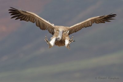 Cape vulture - Kaapse gier