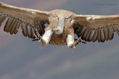 Cape vulture - Kaapse gier