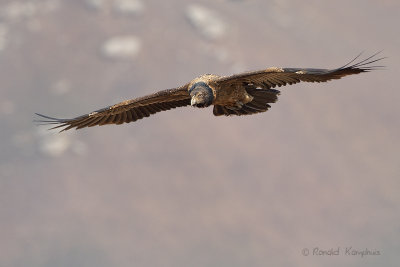 Bearded vulture - Lammergier