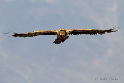 Bearded vulture - Lammergier