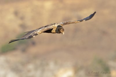 Bearded vulture - Lammergier