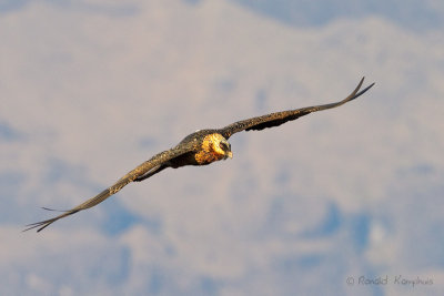 Bearded vulture - Lammergier