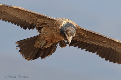 Bearded vulture - Lammergier