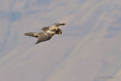 Bearded vulture - Lammergier