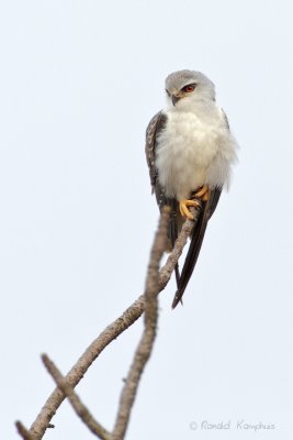 Black-shouldered Kite - Grijze wouw