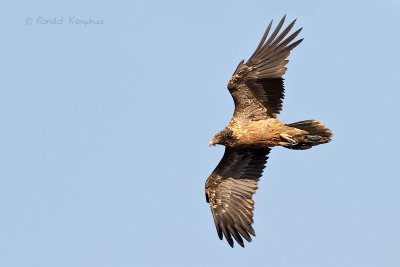 Bearded vulture - Lammergier