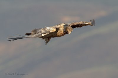 Bearded vulture - Lammergier