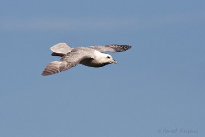 Fulmar - Noordse stormvogel