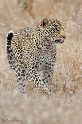 Leopard - Luipaard
