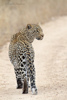 Leopard - Luipaard