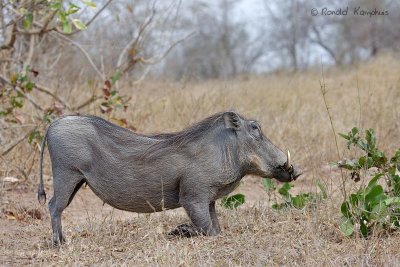 Warthog - Wrattenzwijn