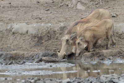 Warthog - Wrattenzwijn