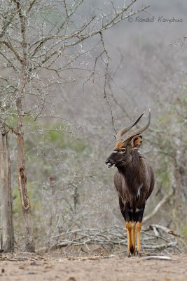 Nyala