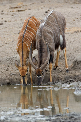 Nyala