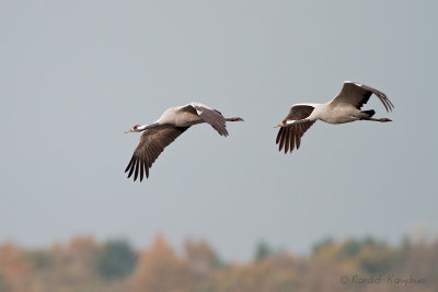 Common Crane - Kraanvogel