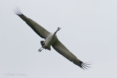 Common Crane - Kraanvogel