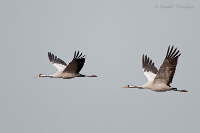 Common Crane - Kraanvogel