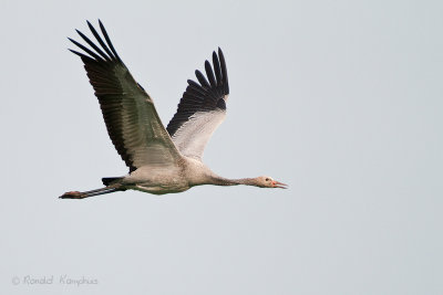 Common Crane - Kraanvogel