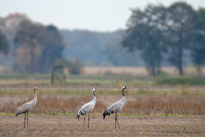 Common Crane - Kraanvogel