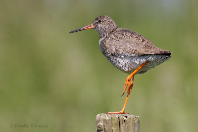 Redshank - Tureluur