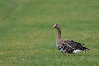 Greater White-fronted Goose - Kolgans