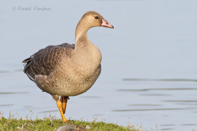 Greater White-fronted Goose - Kolgans