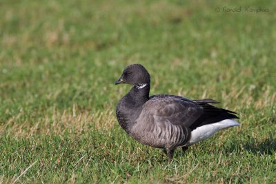 Dark-bellied Brant Goose - Rotgans