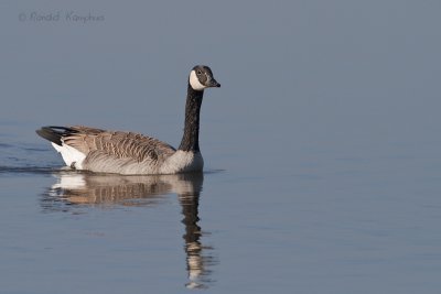Canada goose - Canadese gans