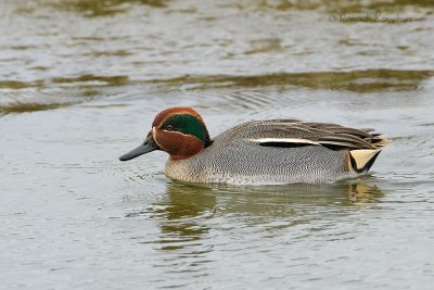 Green-winged Teal - Wintertaling