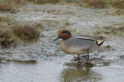 Green-winged Teal - Wintertaling
