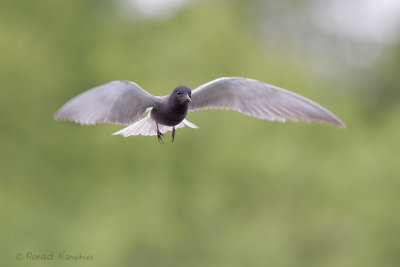 Black Tern - Zwarte stern