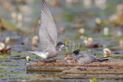 Black Tern - Zwarte stern