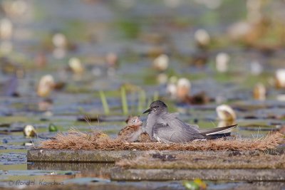 Black Tern - Zwarte stern