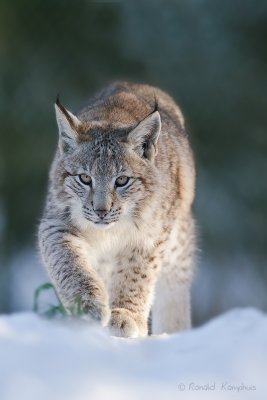 Lynx