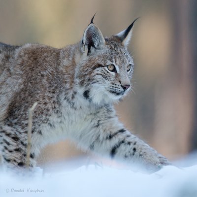Lynx