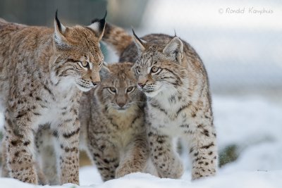 Lynx