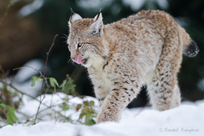 Lynx